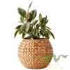 water-hyacinth-plant-pot (3)
