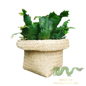 seagrass-plant-pot