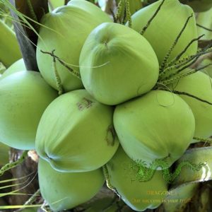 coconut-fruit