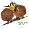 coconut-kitchenware (2)