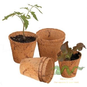 coconut-plant-pot