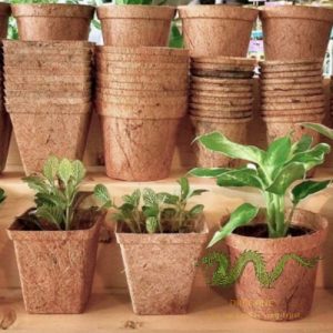 coconut-plant-pot