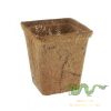 coconut-plant-pot